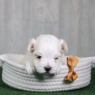 Bogie - Available 6/4