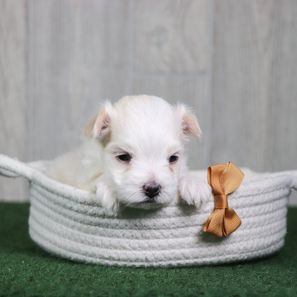 puppies for sale in Indian Trail