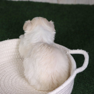 Bogie - Available 6/4