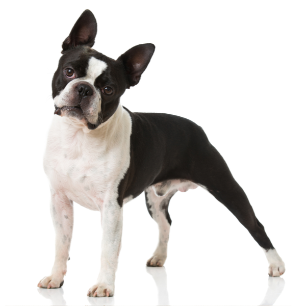 Boston_Terrier_