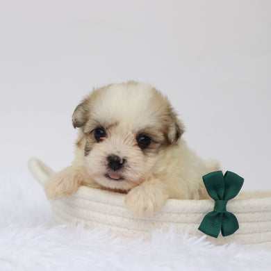 Bandit - Available 9/3