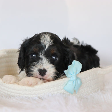 Brandon - Available 9/10