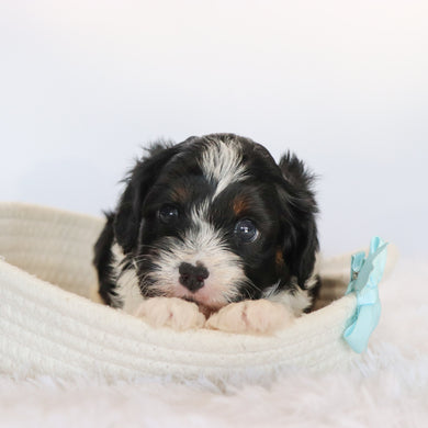 Brandon - Available 9/10