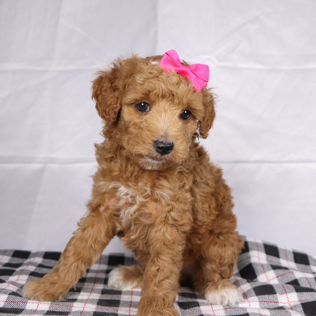 Briana - Available 12/17