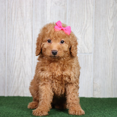 Brielle - Available 5/28