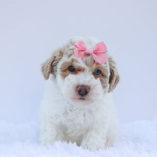 Brit - Available 8/27