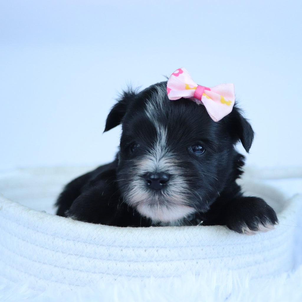 Brooke - Available 11/5