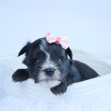 Brooke - Available 11/5