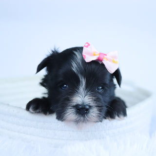 Brooke - Available 11/5