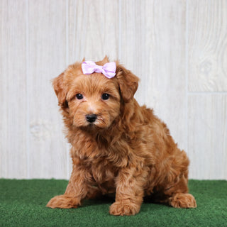 Brooklyn - Available 5/28
