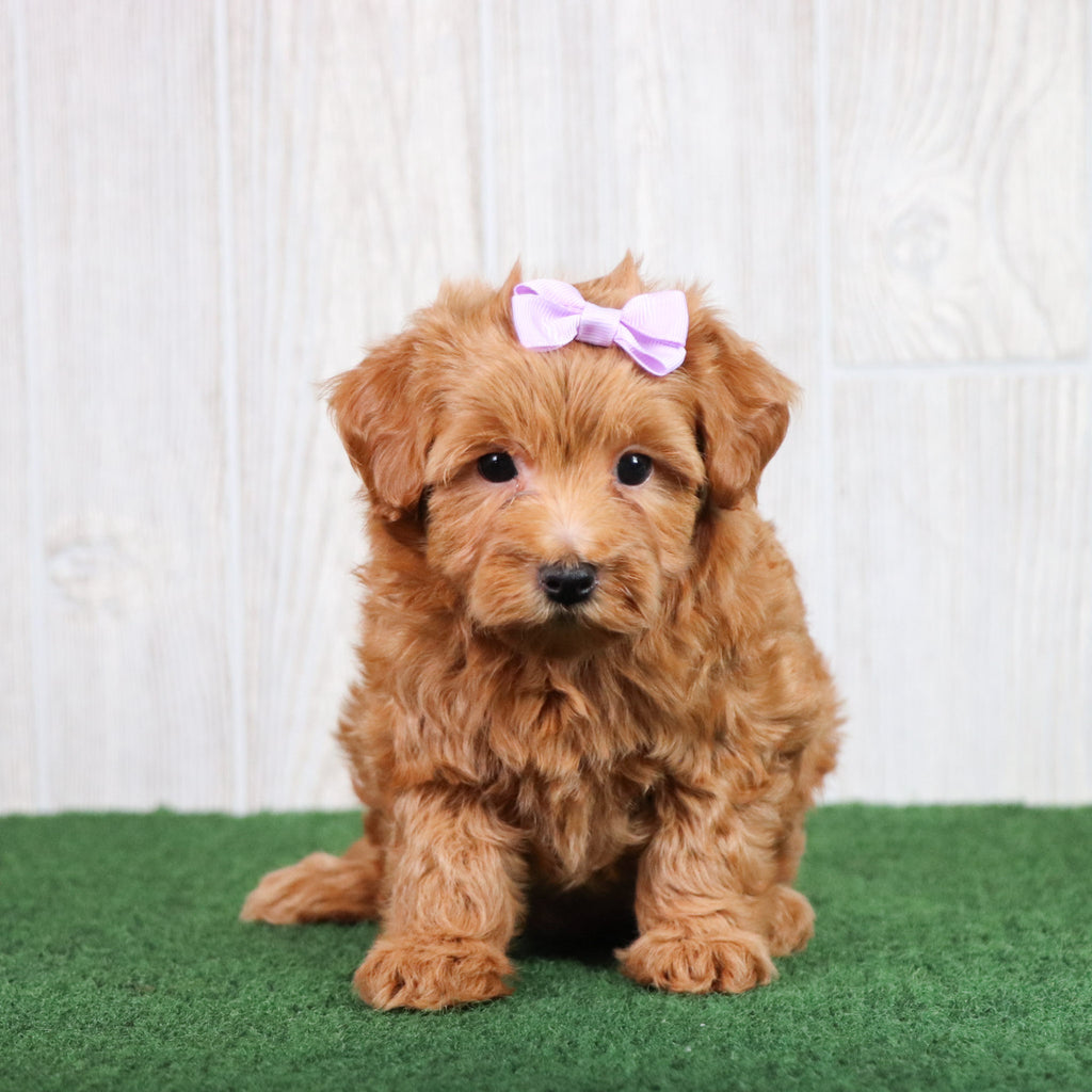 Brooklyn - Available 5/28