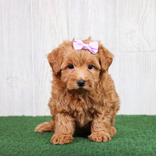 Brooklyn - Available 5/28