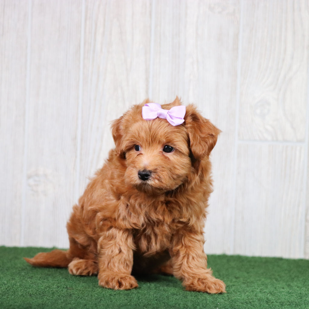 Brooklyn - Available 5/28
