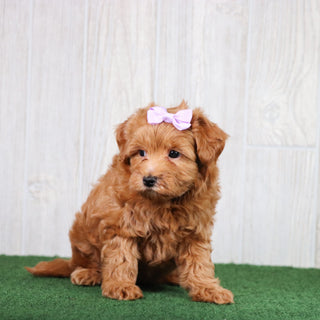 Brooklyn - Available 5/28