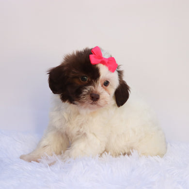 Brooklyn - Available 9/24