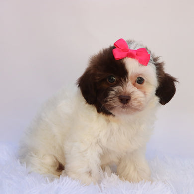 Brooklyn - Available 9/24