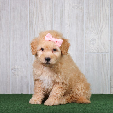 Brownie - Available 5/28