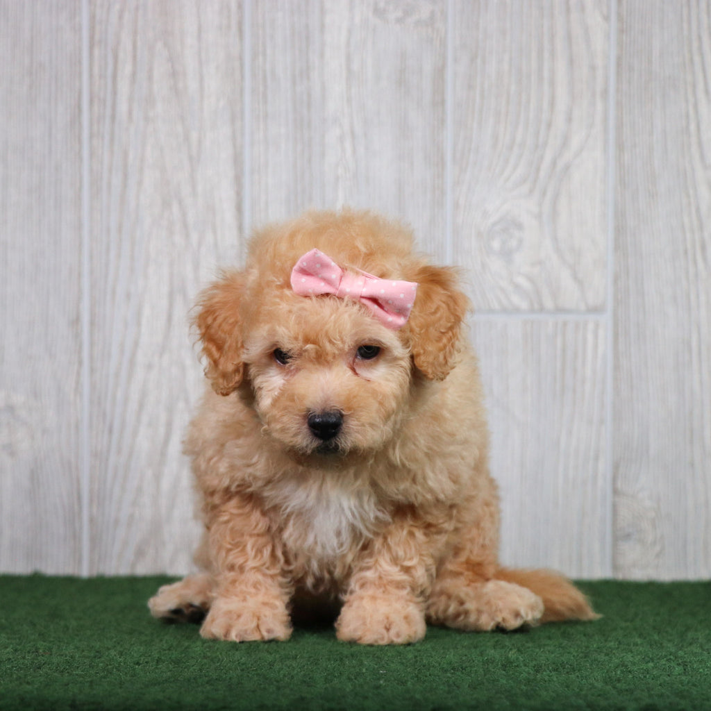 Brownie - Available 5/28
