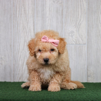 Brownie - Available 5/28
