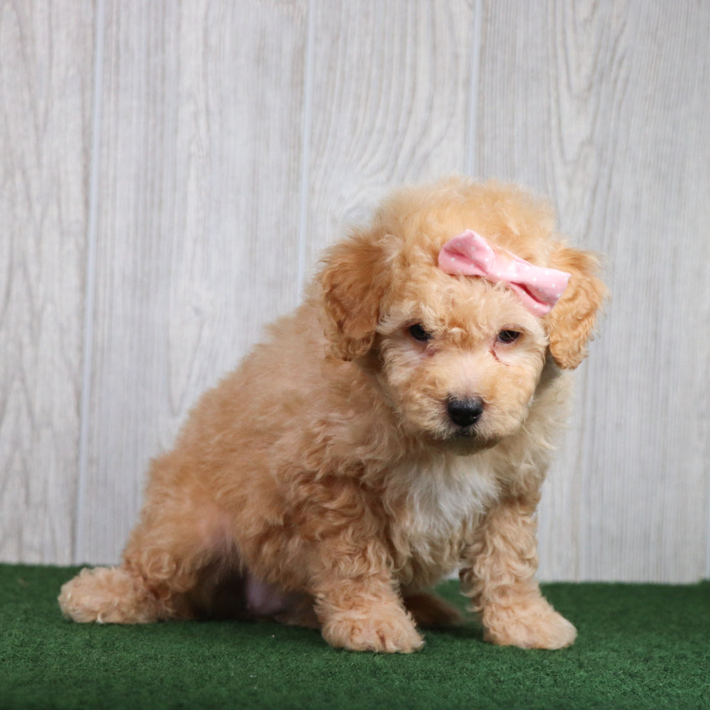 Brownie - Available 5/28