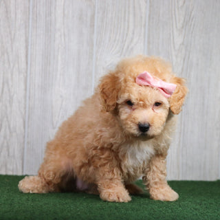 Brownie - Available 5/28