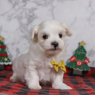 Bruce - Available 12/31