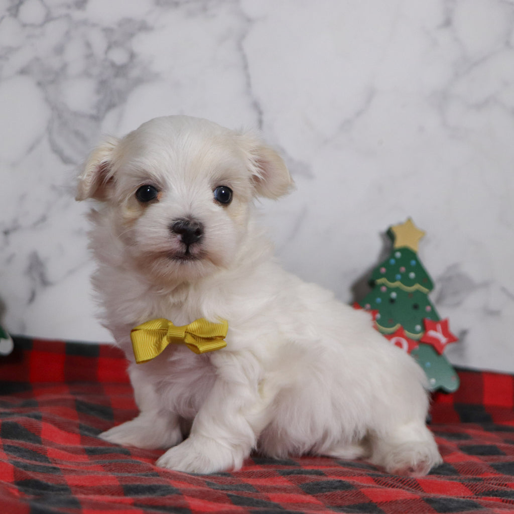 Bruce - Available 12/31