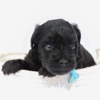 Bruiser - Available 8/13