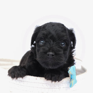 Bruiser - Available 8/13
