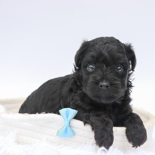 Bruiser - Available 8/13