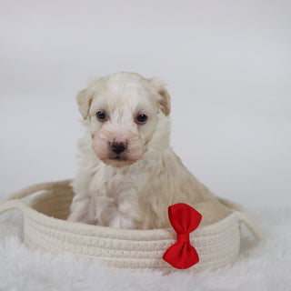 Bryant - Available 11/5