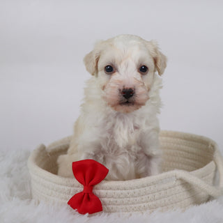 Bryant - Available 11/5