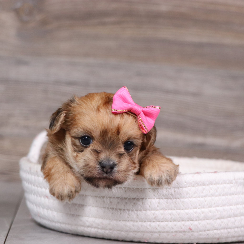 Why Choose Happytail Puppies?
