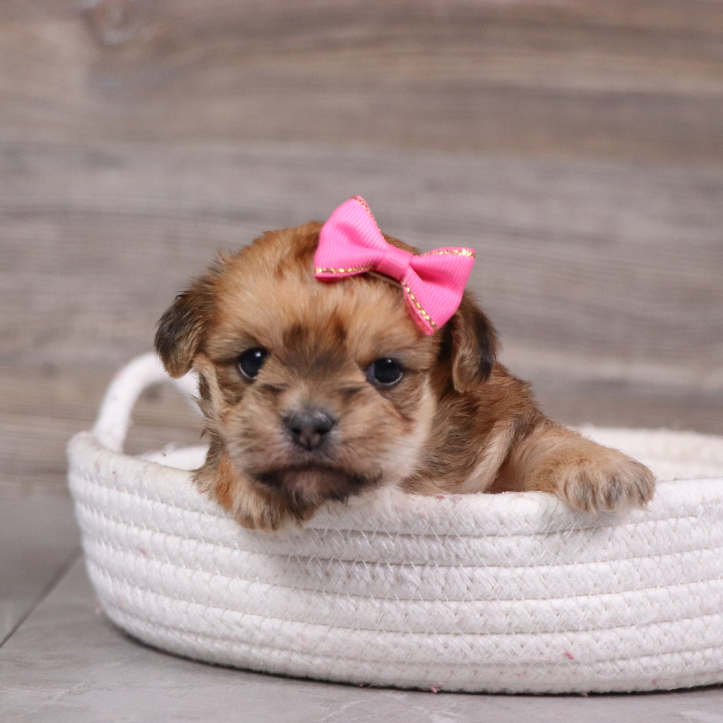 Buttercup - Available 5/28