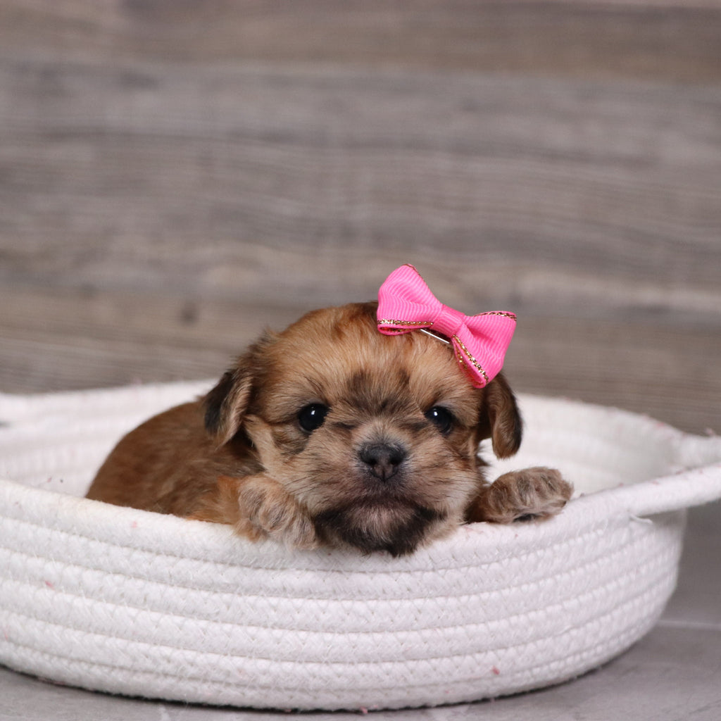 Buttercup - Available 5/28