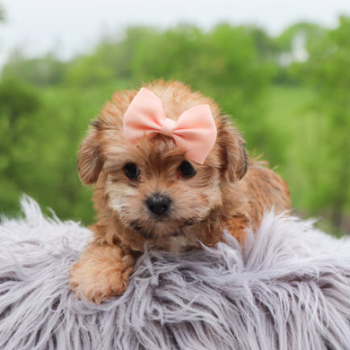 Buttercup - Available 5/28