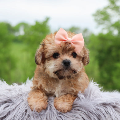 Buttercup - Available 5/28