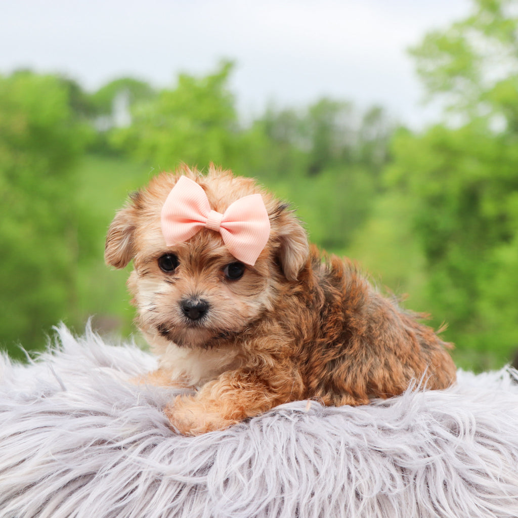 Buttercup - Available 5/28