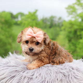 Buttercup - Available 5/28