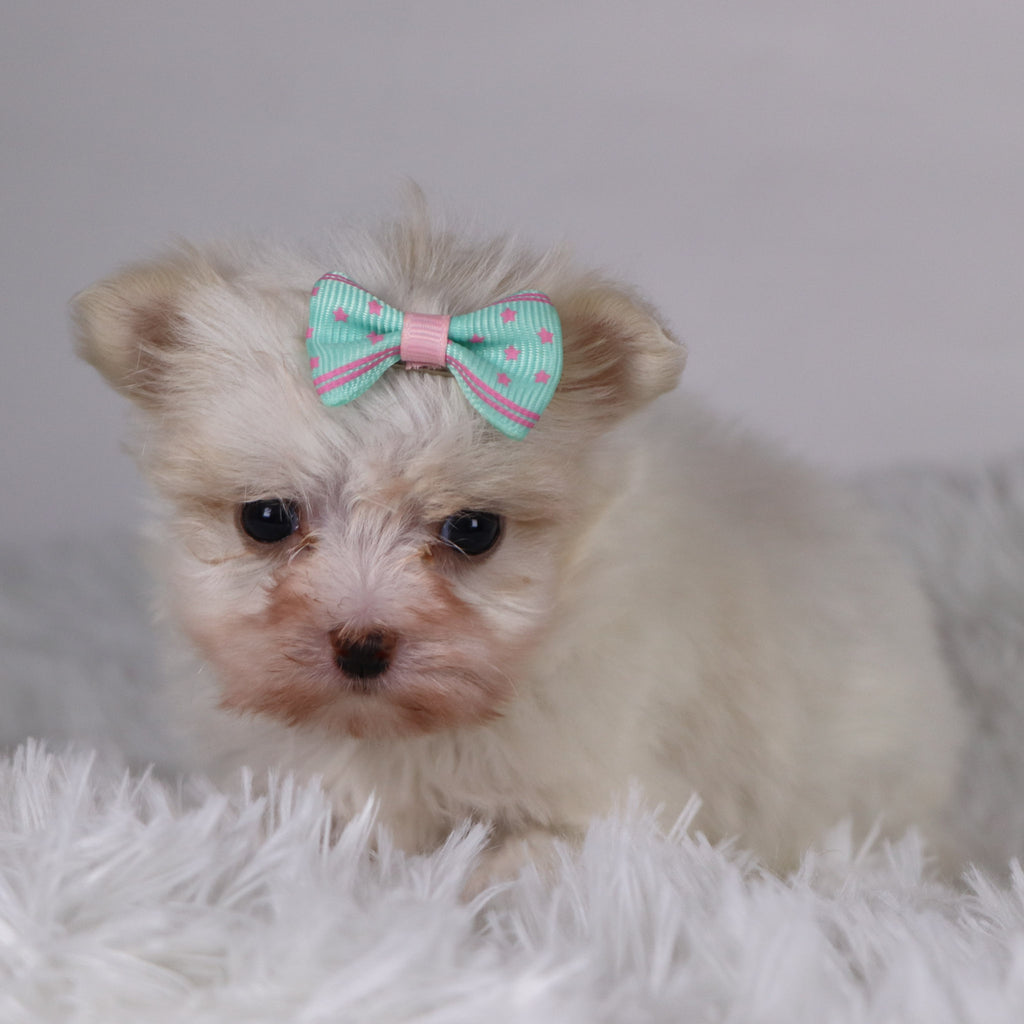 Butterfly - Available 11/26