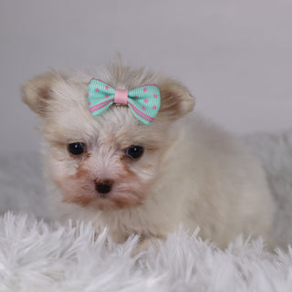 Butterfly - Available 11/26