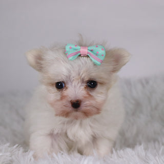 Butterfly - Available 11/26