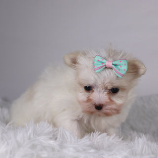 Butterfly - Available 11/26