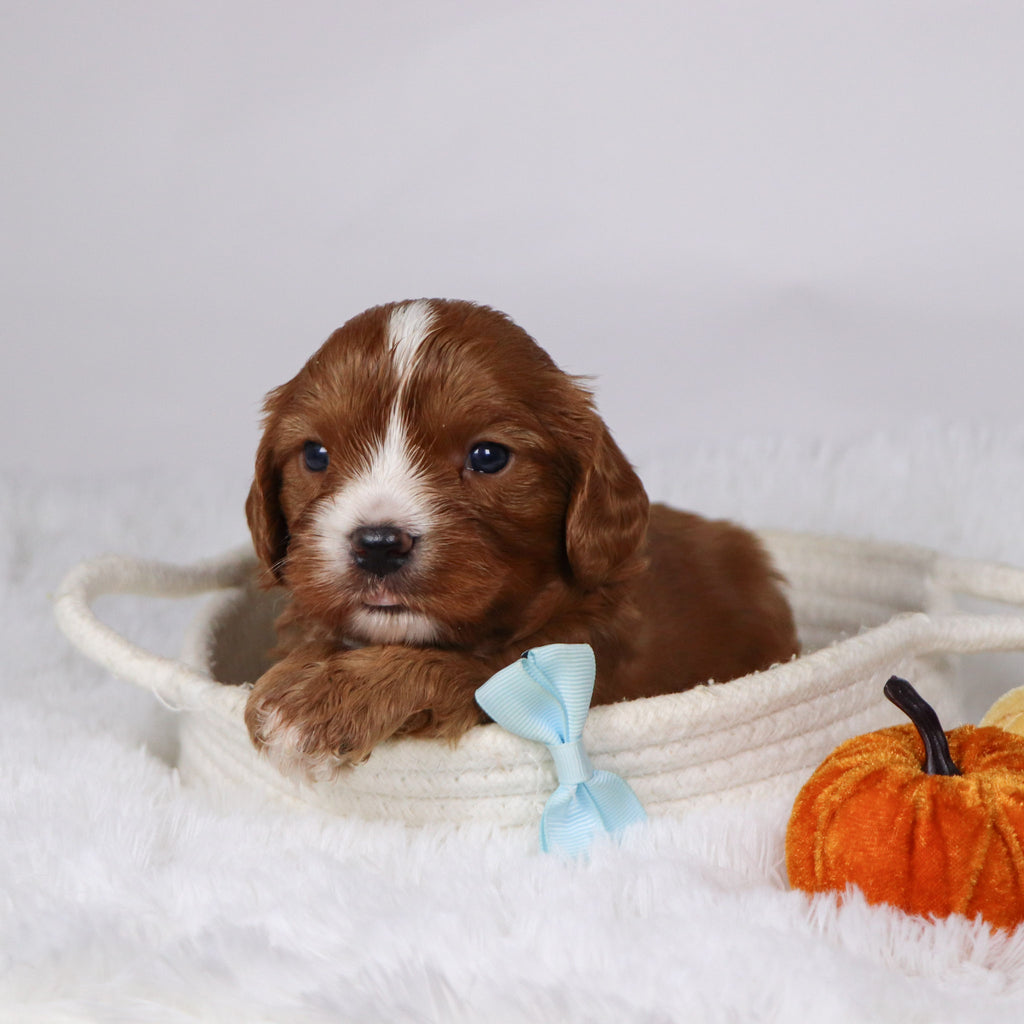 Buzz - Available 12/17