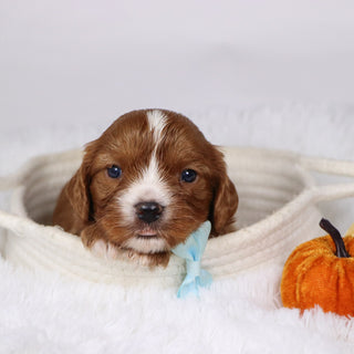 Buzz - Available 12/17