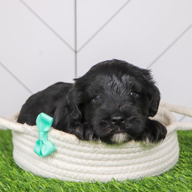 Cadet - Available 2/4