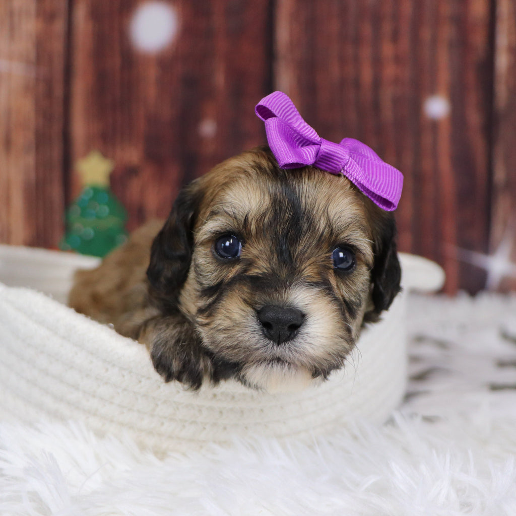 Cairo - Available 12/31