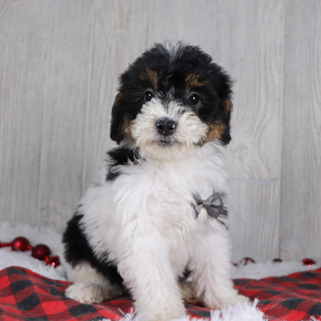 Caleb - Available 12/17