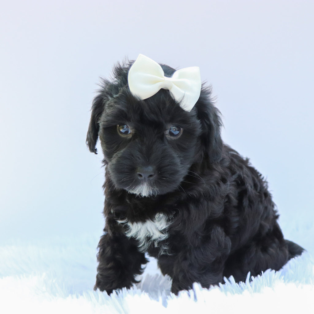 Callie - Available 6/26