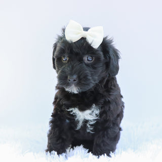 Callie - Available 6/26